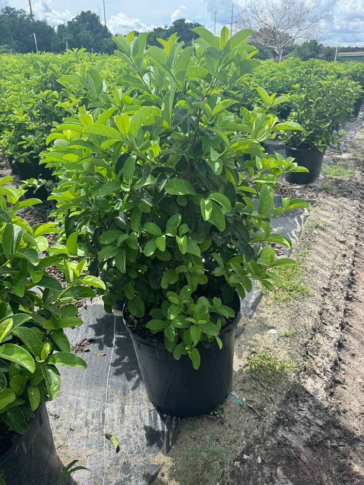 viburnum-odoratissimum-awabuki-awabuki-sweet-viburnum