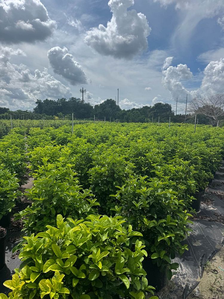 viburnum-odoratissimum-awabuki-awabuki-sweet-viburnum