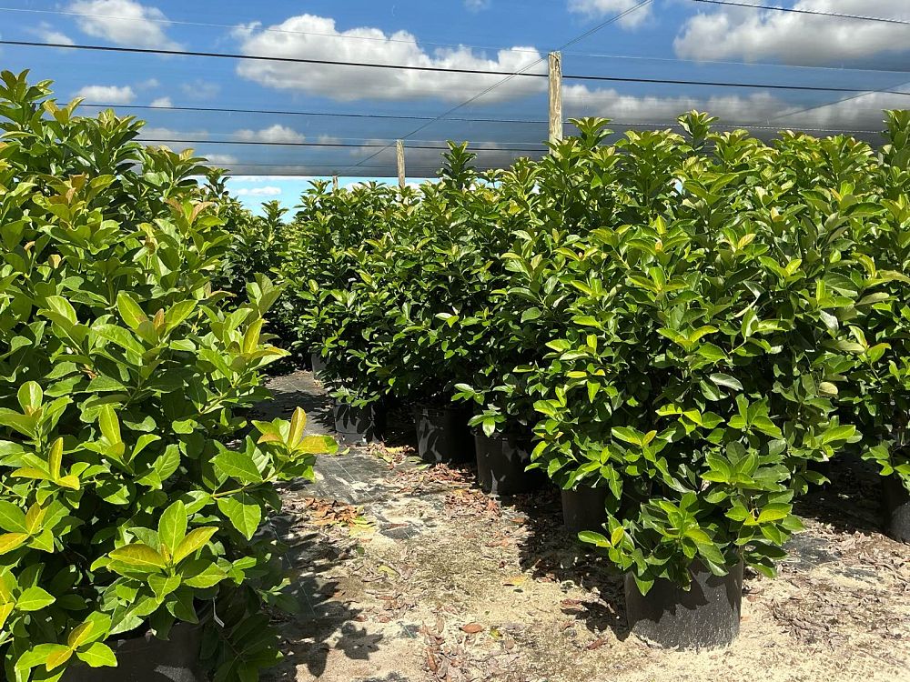 viburnum-odoratissimum-awabuki-awabuki-sweet-viburnum