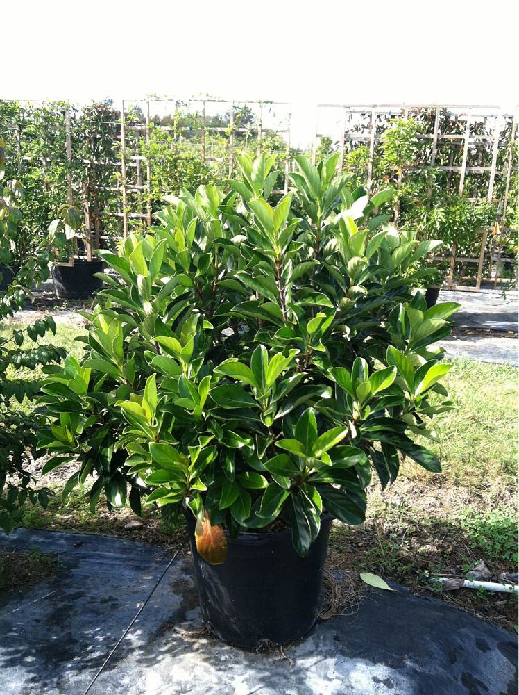 viburnum-odoratissimum-awabuki-chindo-chindo-sweet-viburnum