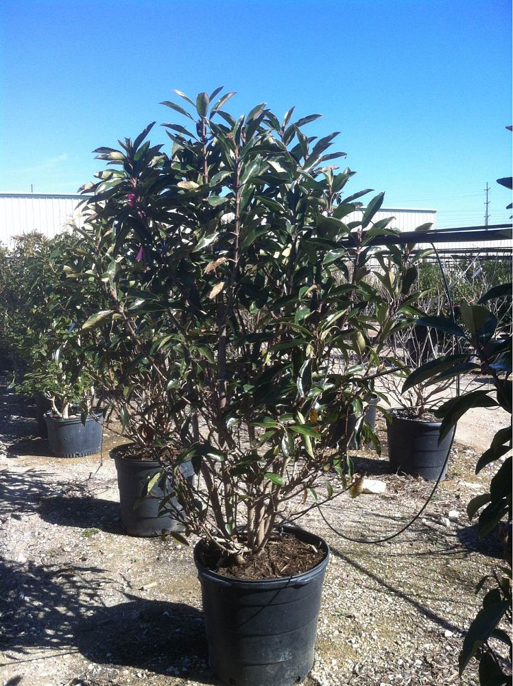 viburnum-odoratissimum-awabuki-chindo-chindo-sweet-viburnum