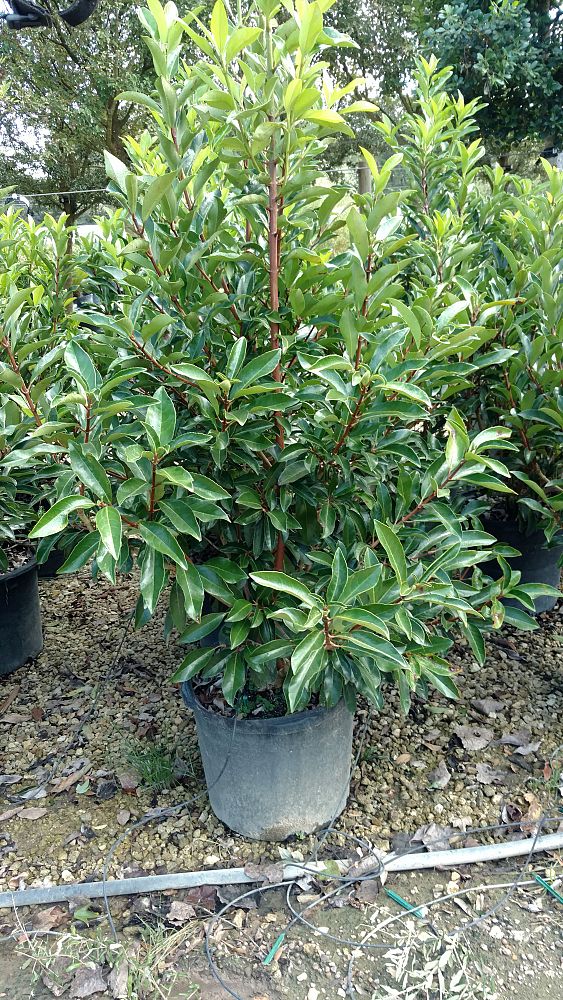 viburnum-odoratissimum-awabuki-chindo-chindo-sweet-viburnum