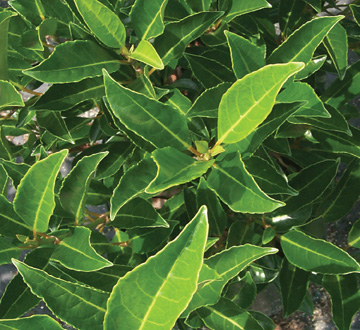 viburnum-odoratissimum-awabuki-chindo-chindo-sweet-viburnum