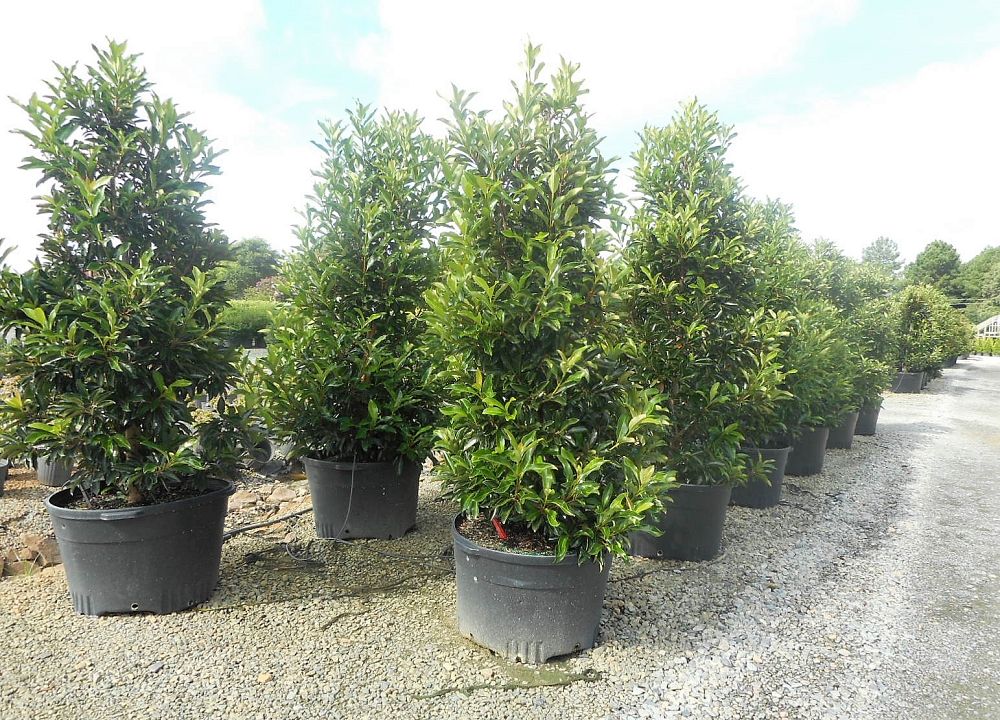 viburnum-odoratissimum-awabuki-chindo-chindo-sweet-viburnum