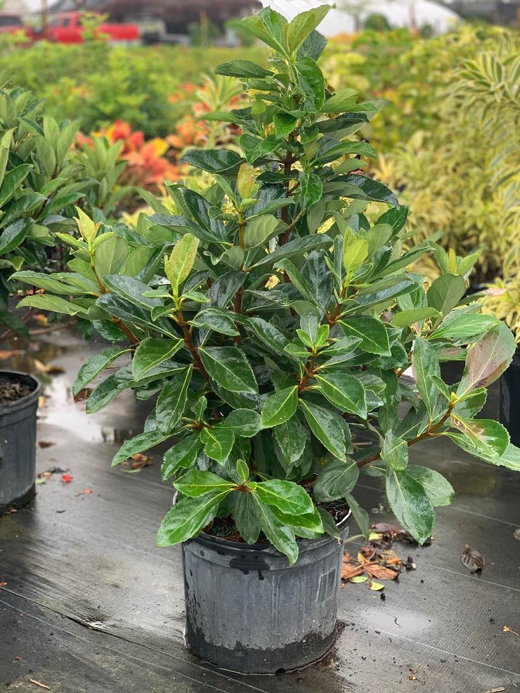 viburnum-odoratissimum-awabuki-chindo-chindo-sweet-viburnum
