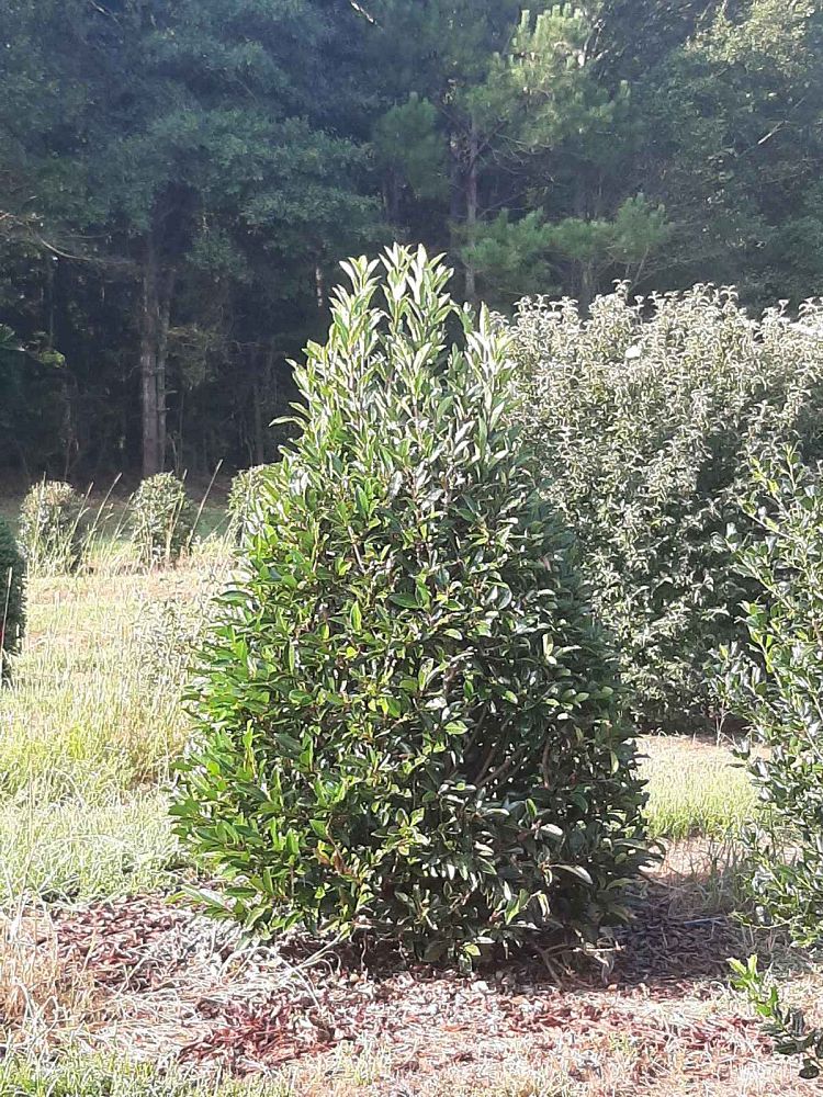 viburnum-odoratissimum-awabuki-chindo-chindo-sweet-viburnum