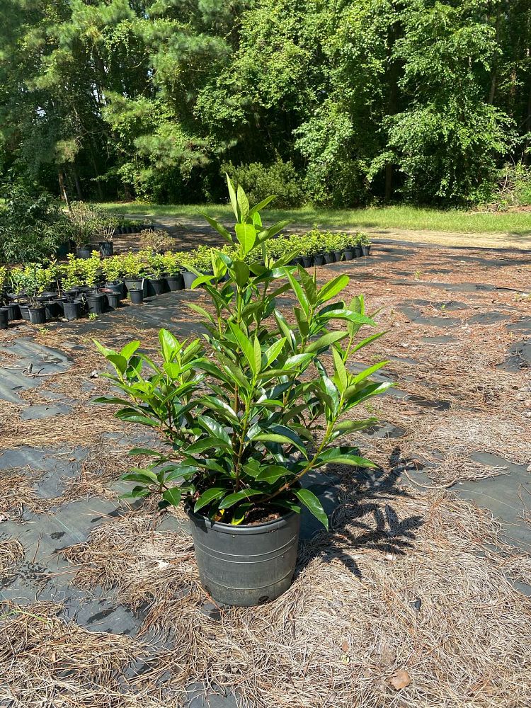 viburnum-odoratissimum-awabuki-chindo-chindo-sweet-viburnum