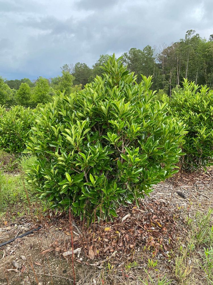 viburnum-odoratissimum-awabuki-chindo-chindo-sweet-viburnum
