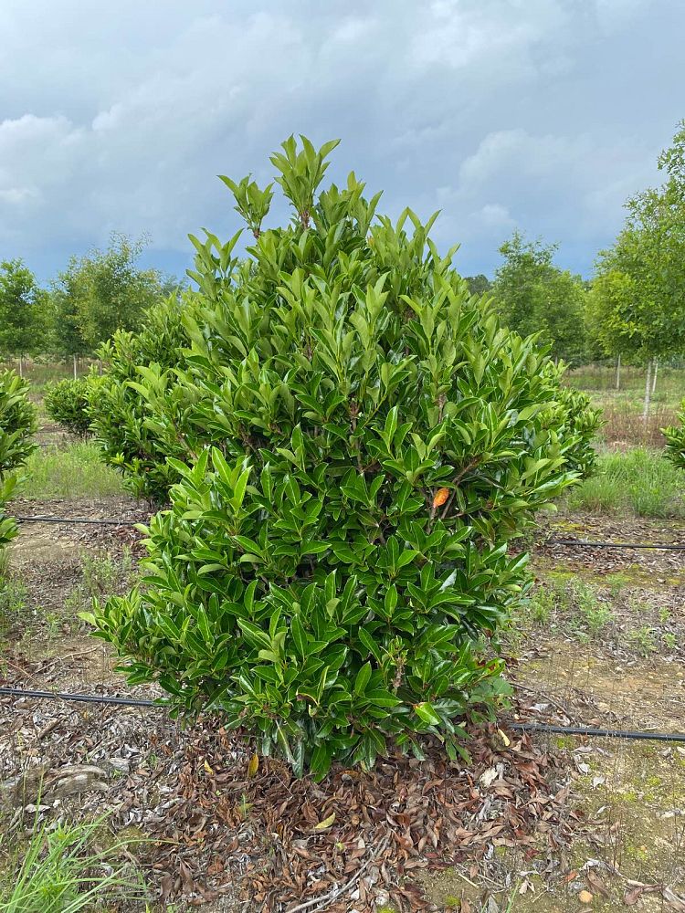 viburnum-odoratissimum-awabuki-chindo-chindo-sweet-viburnum