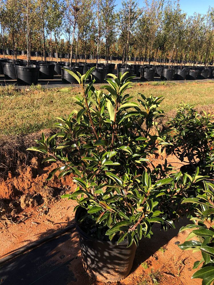 viburnum-odoratissimum-awabuki-chindo-chindo-sweet-viburnum