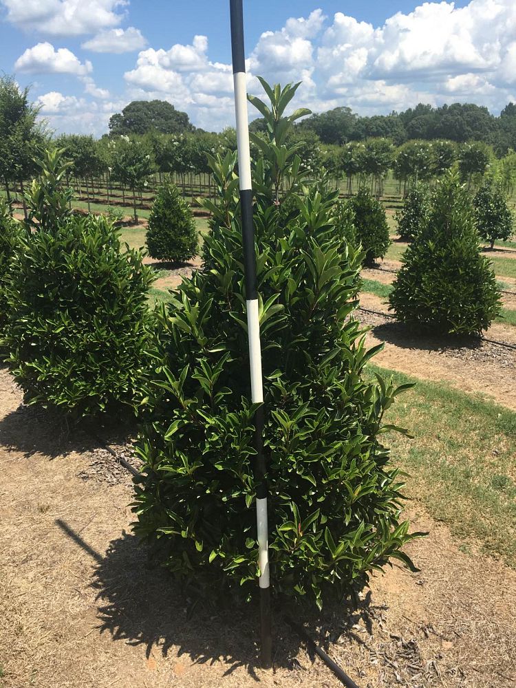 viburnum-odoratissimum-awabuki-chindo-chindo-sweet-viburnum