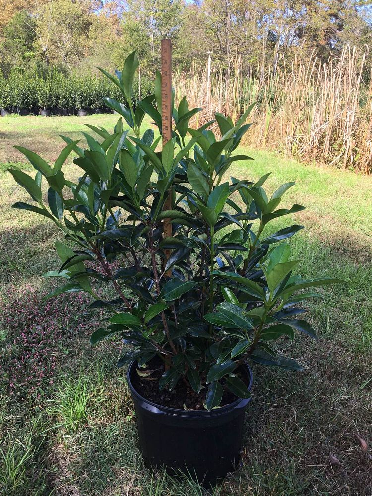 viburnum-odoratissimum-awabuki-chindo-chindo-sweet-viburnum