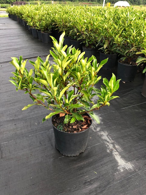 viburnum-odoratissimum-awabuki-chindo-chindo-sweet-viburnum