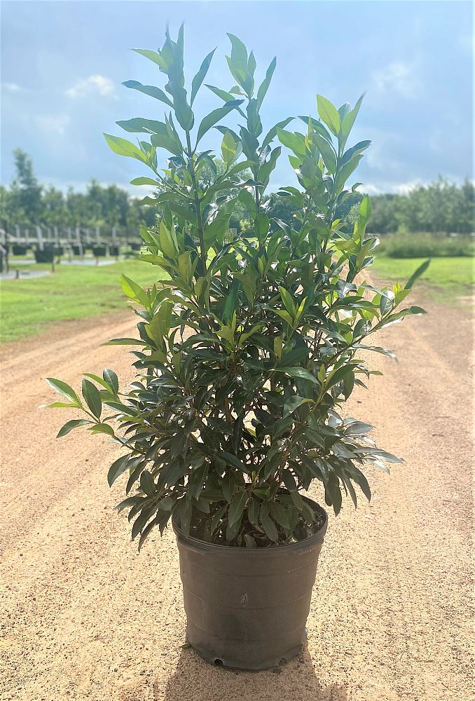 viburnum-odoratissimum-awabuki-chindo-chindo-sweet-viburnum