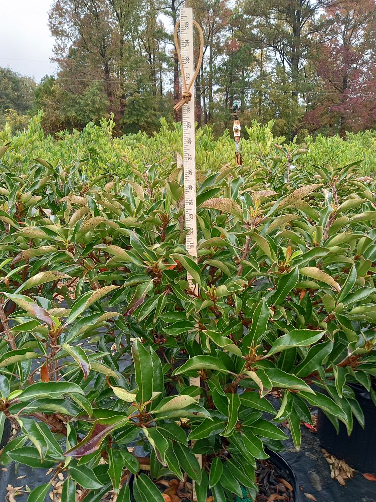 viburnum-odoratissimum-awabuki-chindo-chindo-sweet-viburnum
