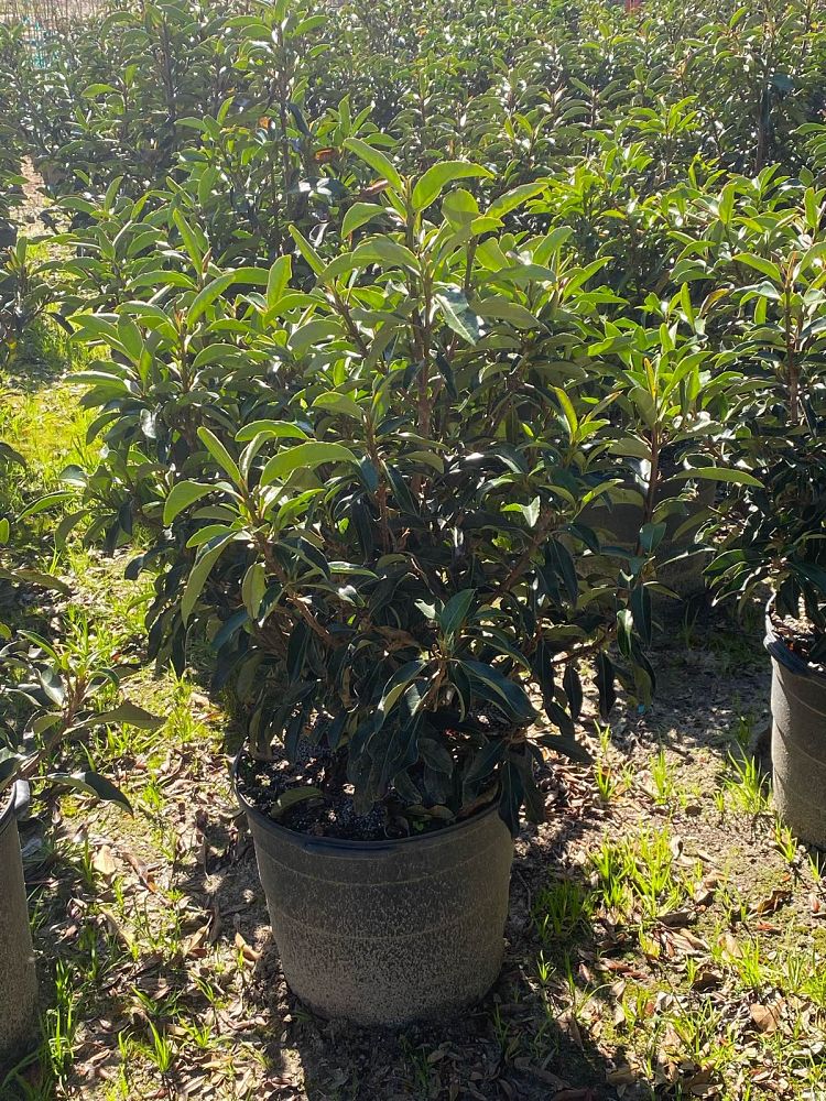 viburnum-odoratissimum-awabuki-chindo-chindo-sweet-viburnum