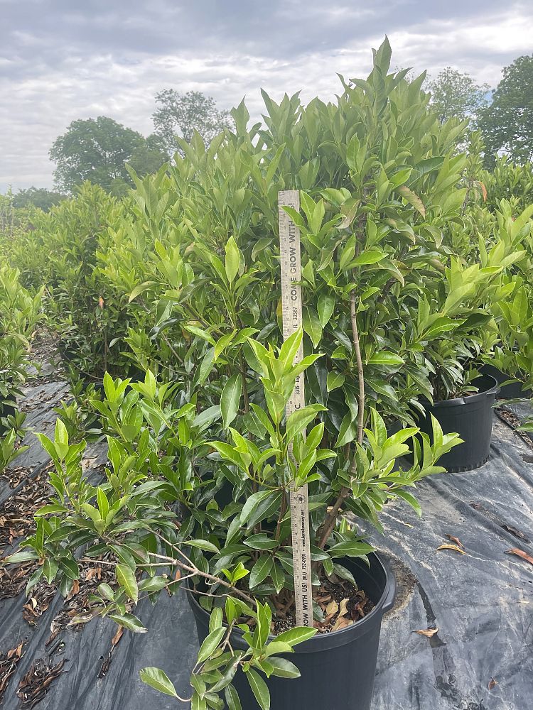 viburnum-odoratissimum-awabuki-chindo-chindo-sweet-viburnum