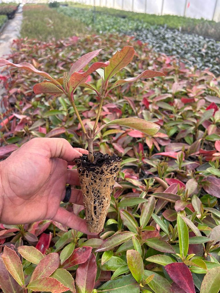 viburnum-odoratissimum-awabuki-chindo-chindo-sweet-viburnum