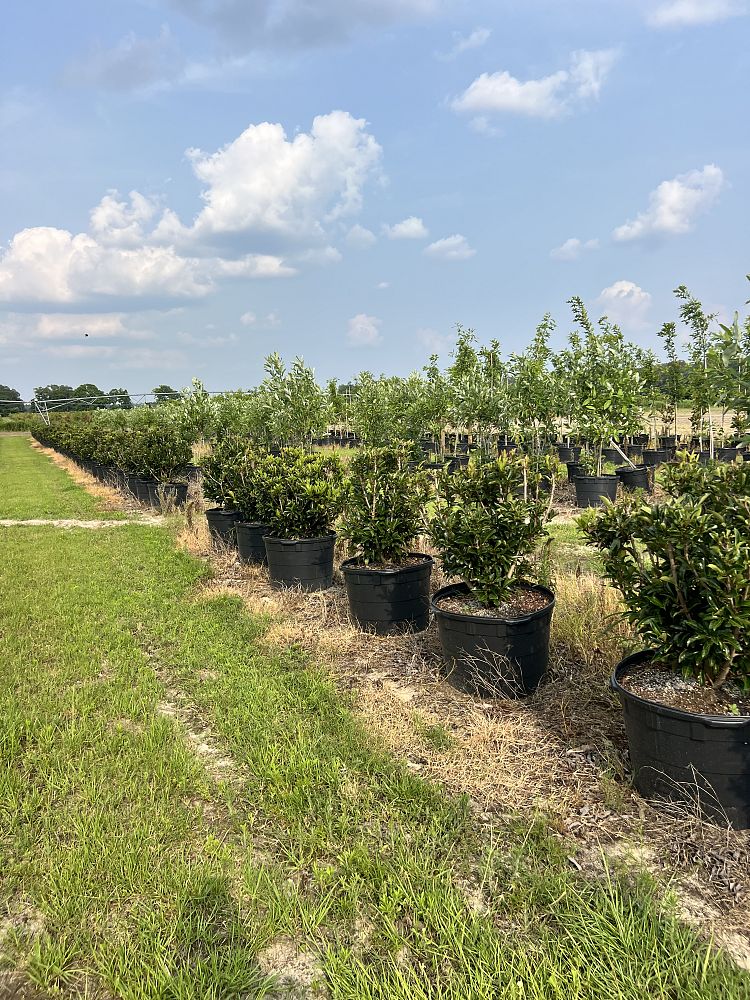 viburnum-odoratissimum-awabuki-chindo-chindo-sweet-viburnum