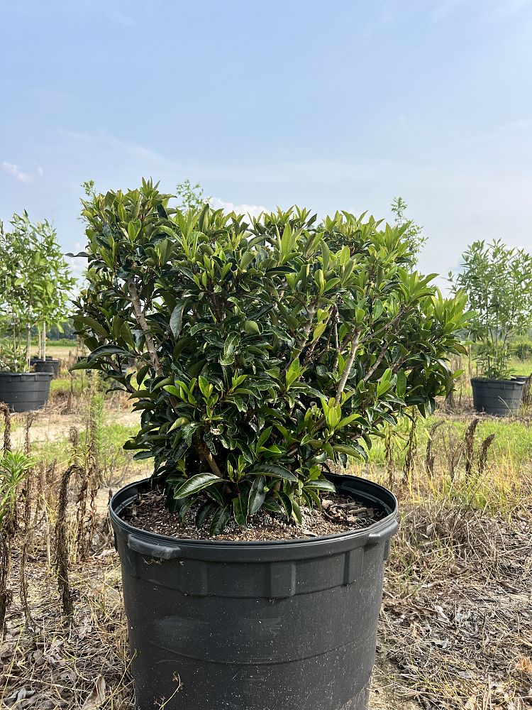 viburnum-odoratissimum-awabuki-chindo-chindo-sweet-viburnum