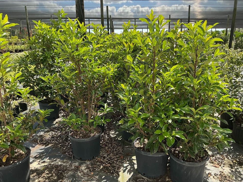 viburnum-odoratissimum-awabuki-chindo-chindo-sweet-viburnum