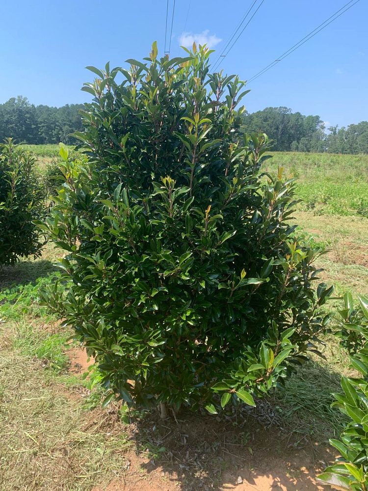 viburnum-odoratissimum-awabuki-chindo-chindo-sweet-viburnum