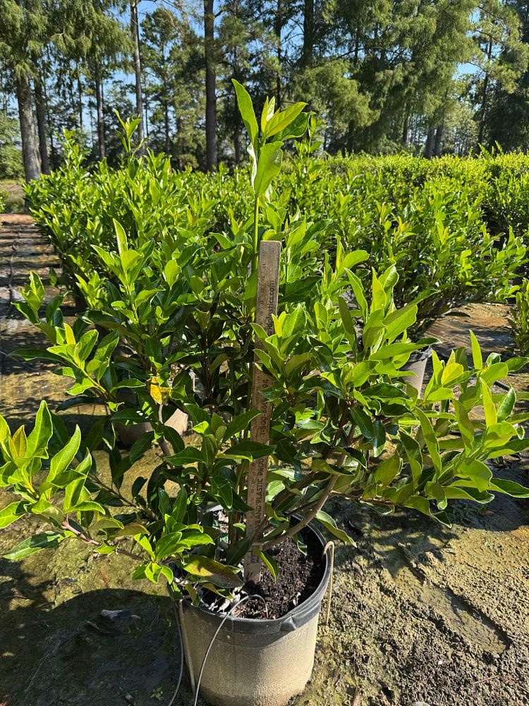 viburnum-odoratissimum-awabuki-chindo-chindo-sweet-viburnum
