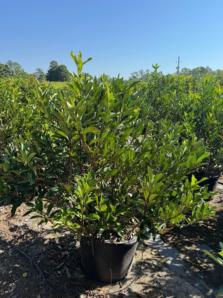 viburnum-odoratissimum-awabuki-chindo-chindo-sweet-viburnum