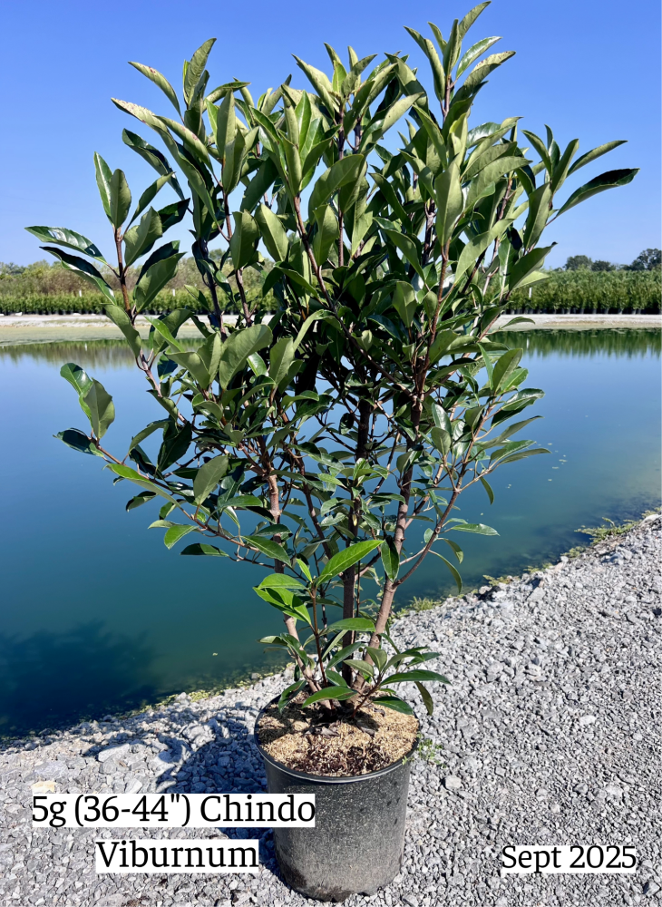 viburnum-odoratissimum-awabuki-chindo-chindo-sweet-viburnum