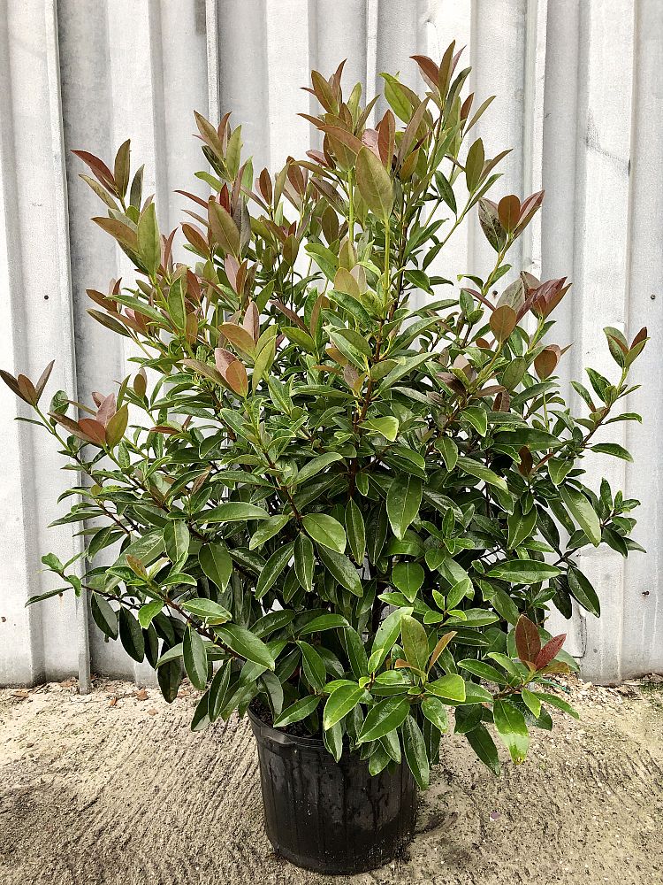 viburnum-odoratissimum-brant01-coppertop-reg-viburnum