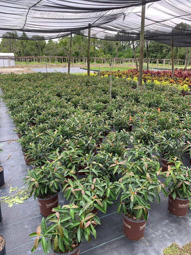 viburnum-odoratissimum-brant01-coppertop-reg-viburnum