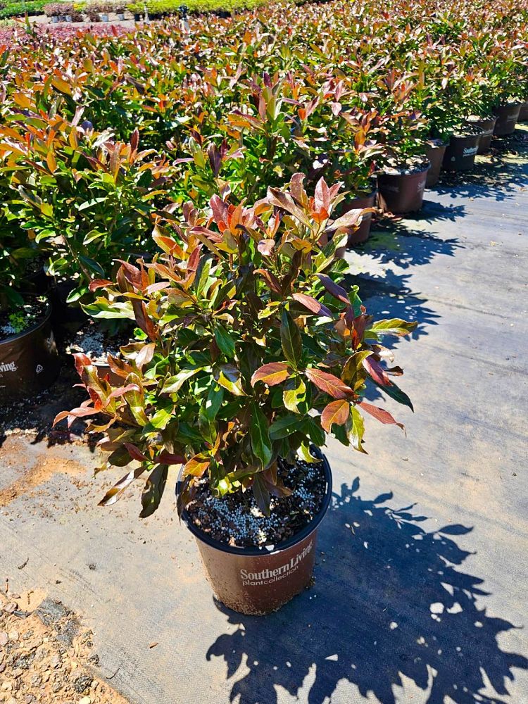 viburnum-odoratissimum-brant01-coppertop-reg-viburnum