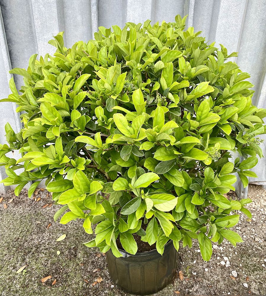viburnum-odoratissimum-compact-01-dwarf-brantley-trade-viburnum-sugar-cookie-reg-viburnum