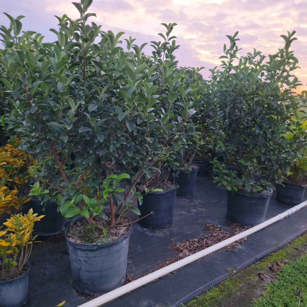viburnum-odoratissimum-irvinii-sweet-viburnum