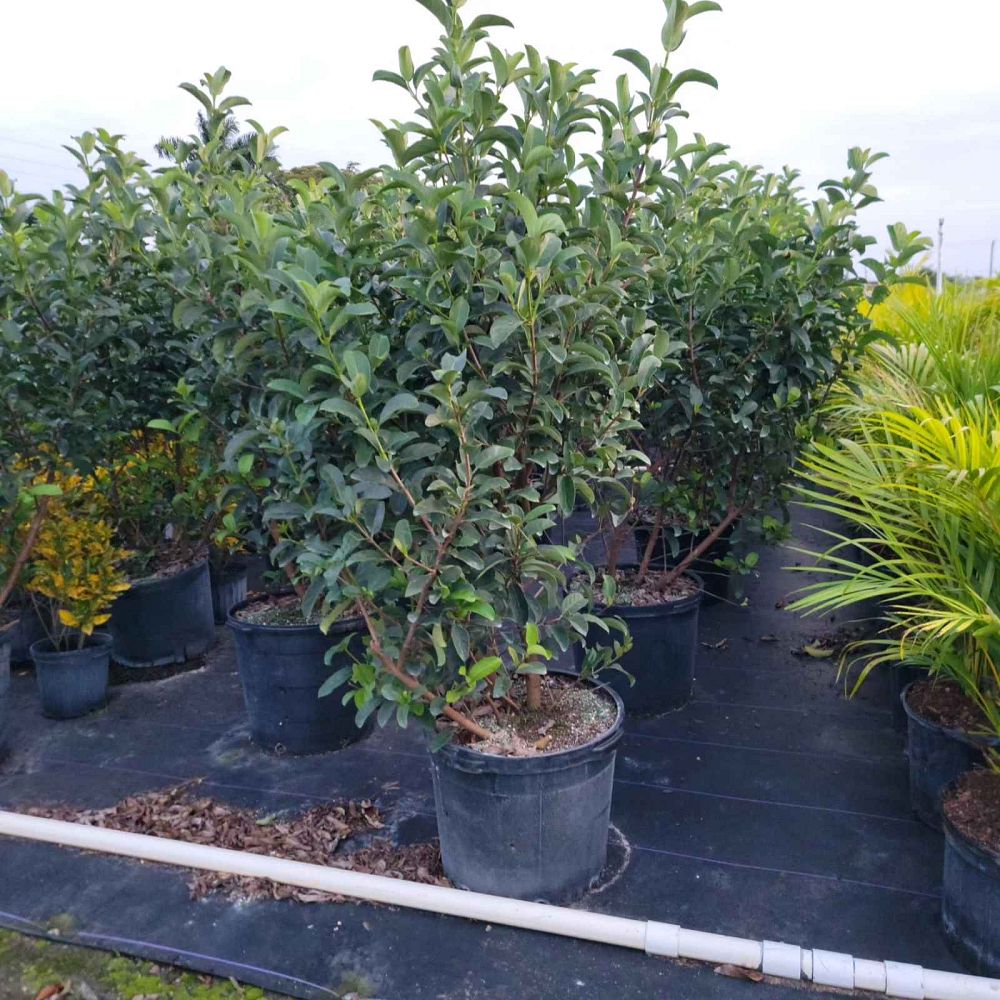 viburnum-odoratissimum-irvinii-sweet-viburnum