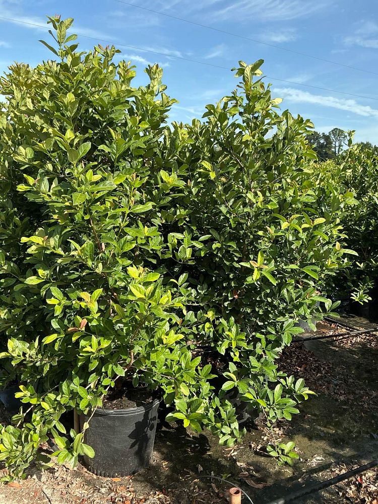 viburnum-odoratissimum-red-byrd-sweet-viburnum