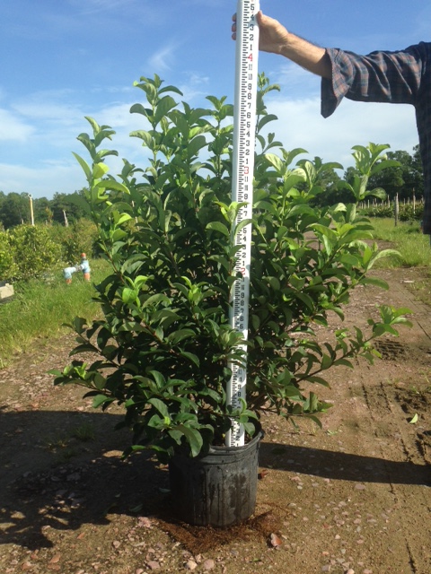 Locate & Find Wholesale Plants | plantANT.com