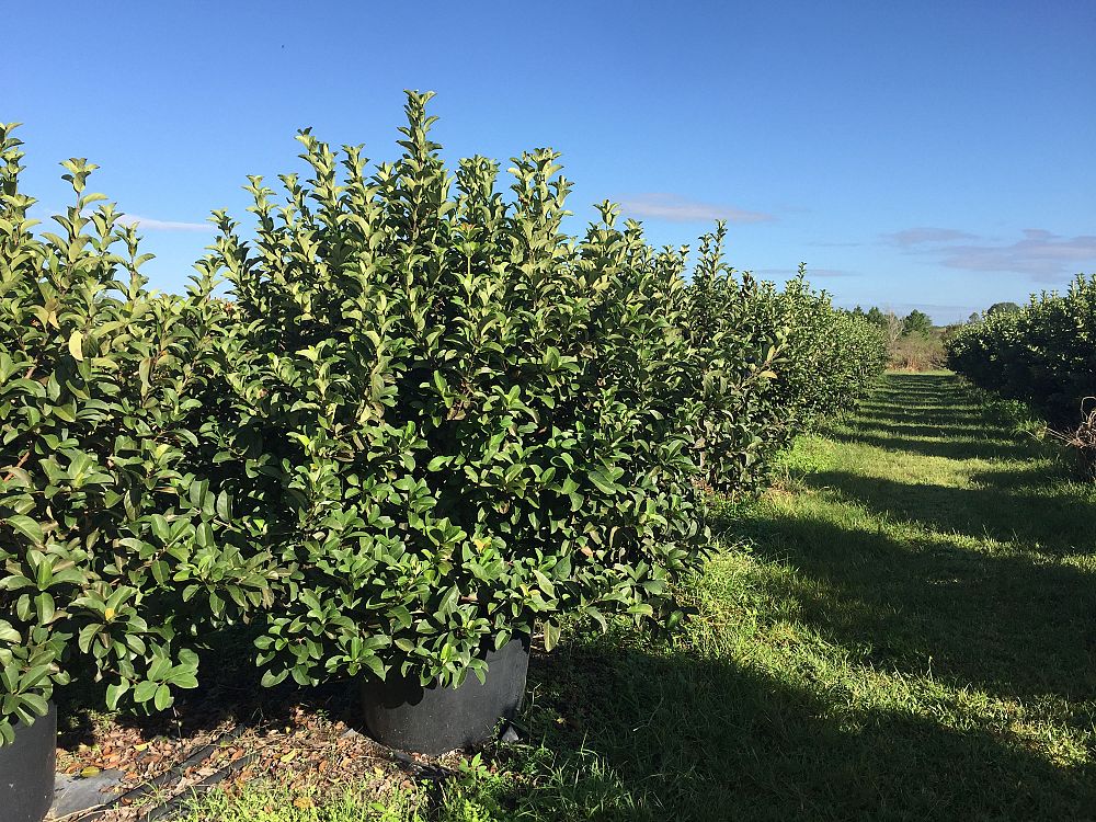 Nature S Garden Landscaping Nursery Vero Beach Fl Nature S Garden Landscaping Nursery Vero Beach Fl