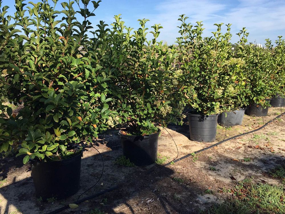 Locate & Find Wholesale Plants | plantANT.com