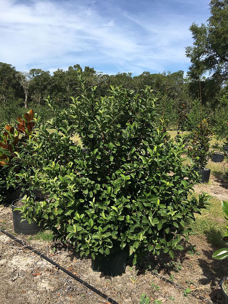 Locate & Find Wholesale Plants