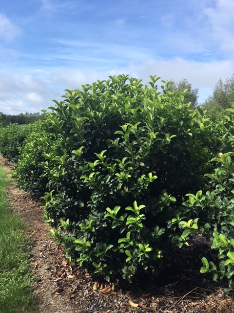 Nature S Garden Landscaping Nursery Vero Beach Fl Nature S Garden Landscaping Nursery Vero Beach Fl