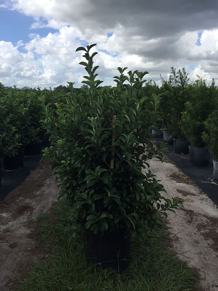 Locate & Find Wholesale Plants | plantANT.com