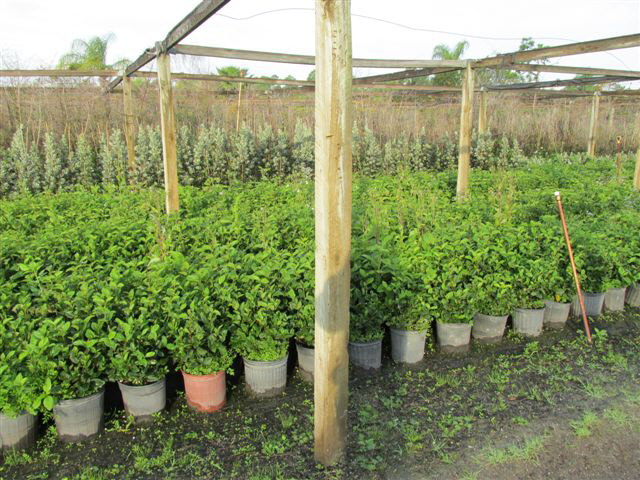 viburnum-odoratissimum-sweet-viburnum