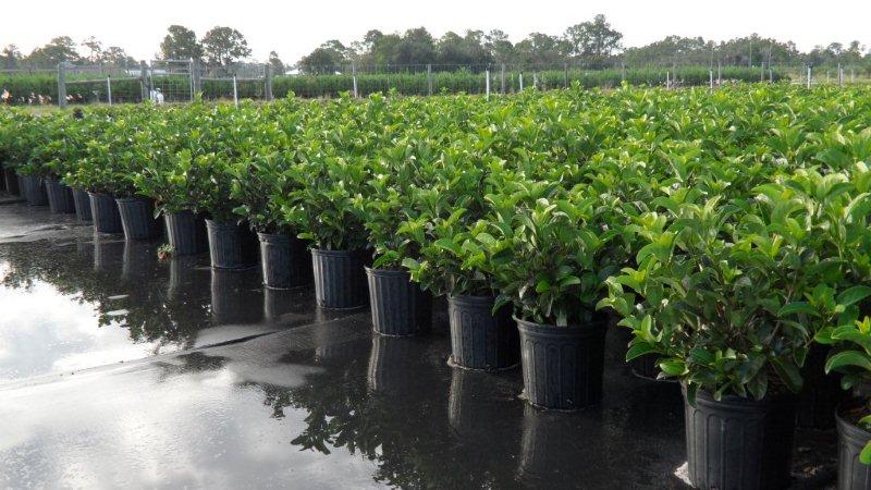 viburnum-odoratissimum-sweet-viburnum