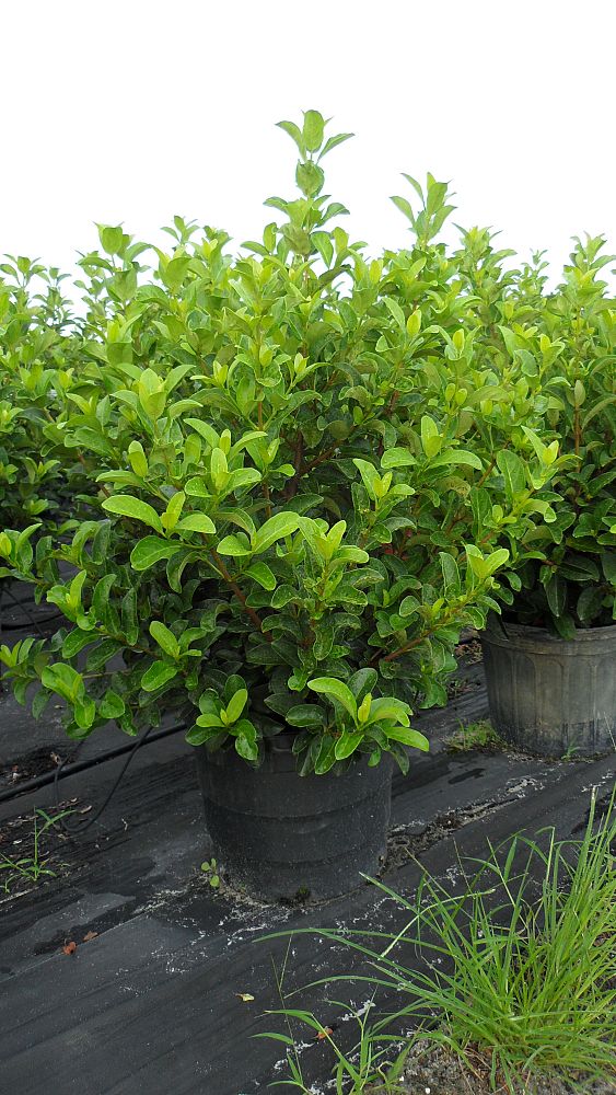 viburnum-odoratissimum-sweet-viburnum