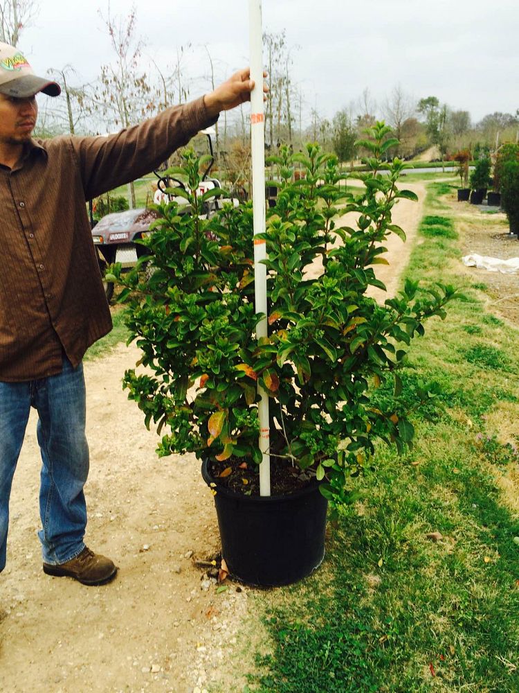 viburnum-odoratissimum-sweet-viburnum