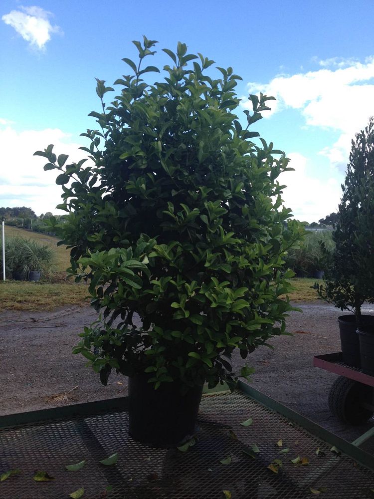 viburnum-odoratissimum-sweet-viburnum