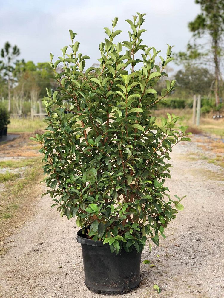 viburnum-odoratissimum-sweet-viburnum