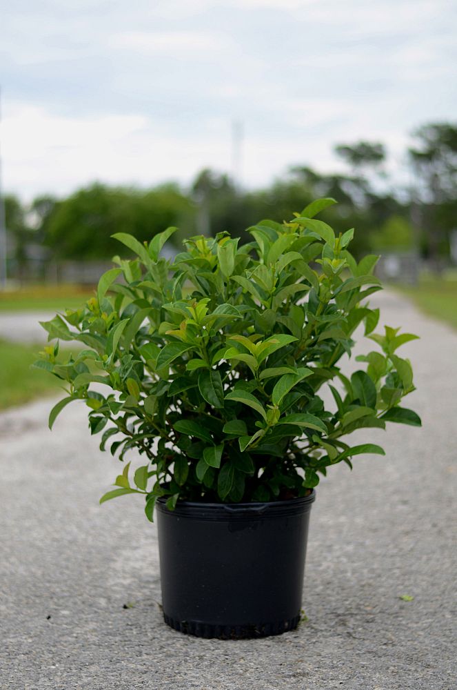 viburnum-odoratissimum-sweet-viburnum