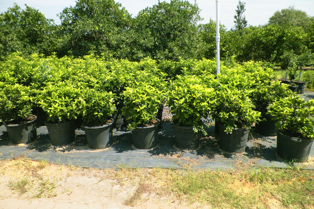 viburnum-odoratissimum-sweet-viburnum